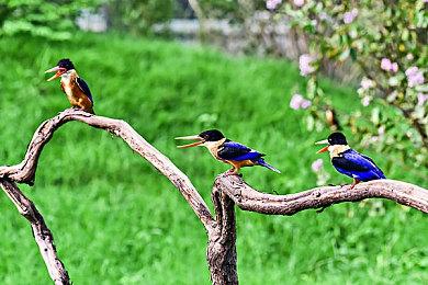 传《光环：无限》大逃杀模式第三赛季推出