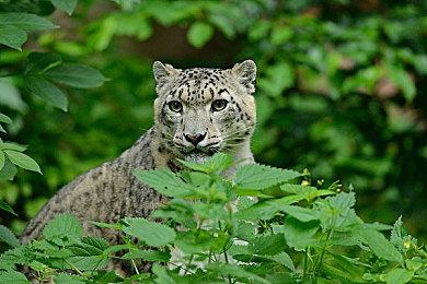 《幻塔》全球版预告片 第三季度登陆Steam平台